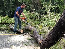 Leaf Removal in Allendale, MI